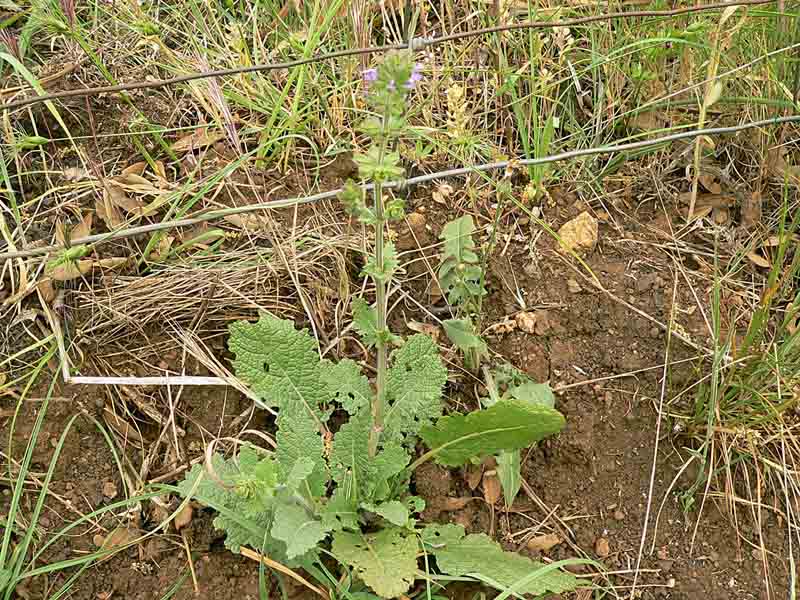 Salvia verbenaca